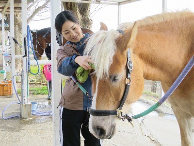 体験乗馬で馬のお手入れ