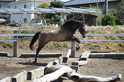 生き生きとした馬の飛越