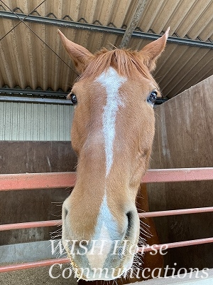 甘える馬