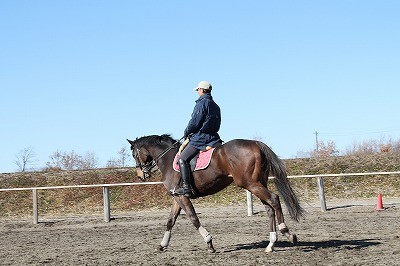 いっぱい馬とふれあいたい