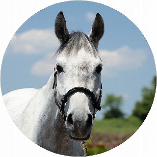 馬の紹介