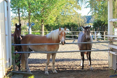 期待に満ちた馬の瞳