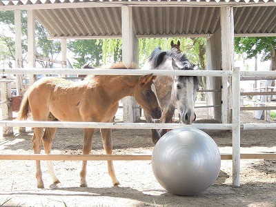 バランスボールを夢中でハグハグして遊ぶ仔馬