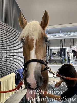 全日本馬場馬術大会