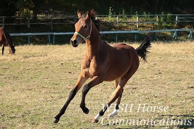 乗馬の成長