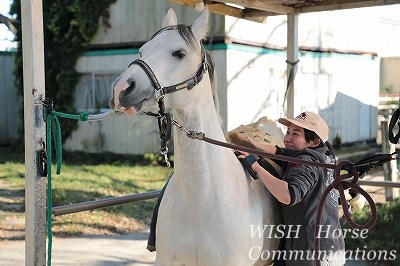 馬は手入れが大好き