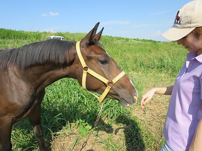 本来あるべき乗馬