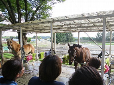 楽しい馬との生活