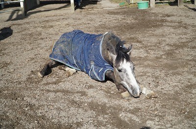 馬が気持ち良さそうに寝転ぶ姿