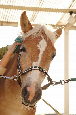 乗馬クラブウィッシュの100％ハフリンガー