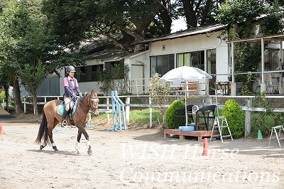 物見しない馬