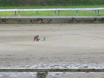 馬とコミュニケーション