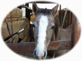 体験乗馬お待ちしています♪