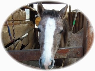 体験乗馬お待ちしています♪