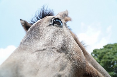 馬の瞳が曇らぬように