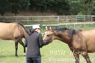 馬に好かれる乗馬