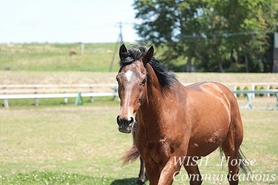 はつらつ乗馬