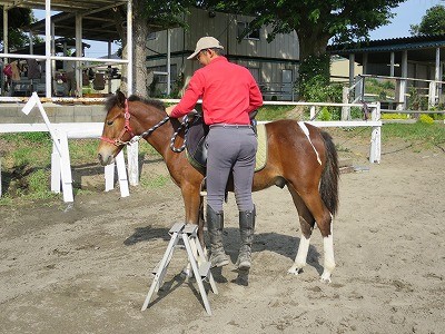 新馬調教　いつも復習と確認から