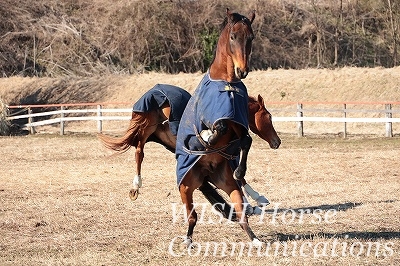 立ち上がる馬