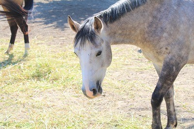 性格が良い馬の可愛い表情