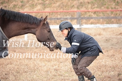 馬を撫でる