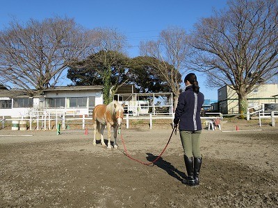 コミュニケーションホースマンシップ