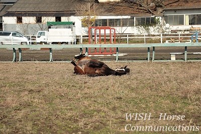 馬の幸せ風景