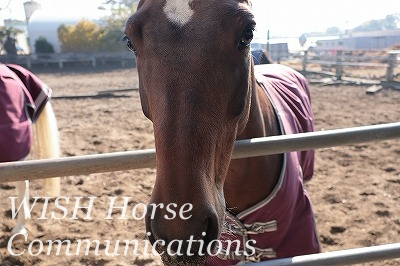 馬に優しい乗馬