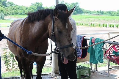 お手入れで馬とハッピーコミュニケーション