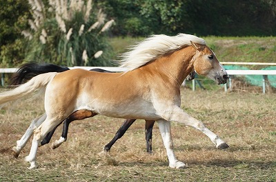 生き生きとした馬のいる乗馬クラブ