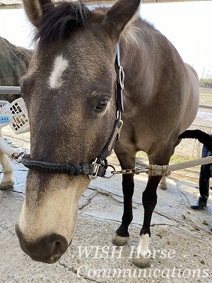 馬に優しい乗馬