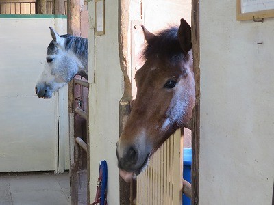 新馬調教　同志の契り