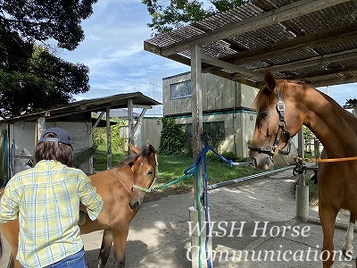 馬と仲良くなれる乗馬