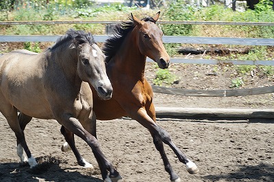 生き生きとした馬達