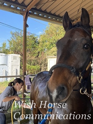 馬に優しい乗馬