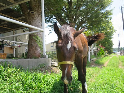 馬とお散歩