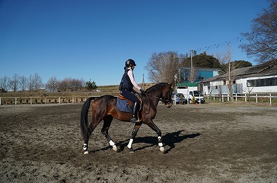 子馬の育成と鞍付け