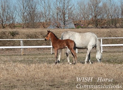 子馬のジャンプ 柏エリアの乗馬 ウィッシュホースコミュニケーションズ 子馬のジャンプ 柏エリアの乗馬 ウィッシュホースコミュニケーションズ