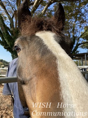 甘える馬