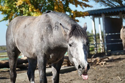 人を信頼している馬の表情