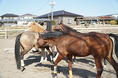 馬は生きている。行動の自由を与えること