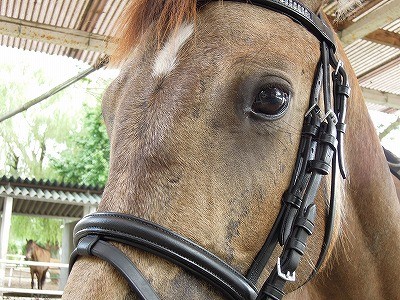 手塩にかけて育てた可愛い馬が待っています