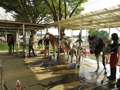 乗馬ですごす馬との一日