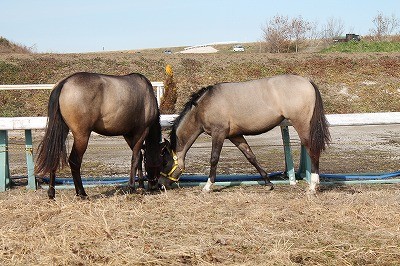 仲良しすぎる馬