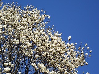 乗馬クラブのこぶしの花