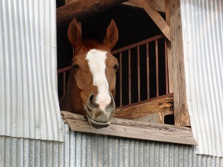 馬の癒され顔