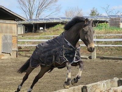 のびのび遊ぶ馬