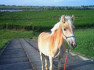 馬と階段を上ってみたよ