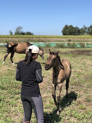 馬と心のつながり
