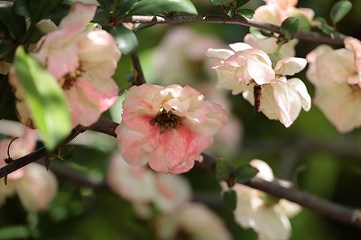 ボケの花